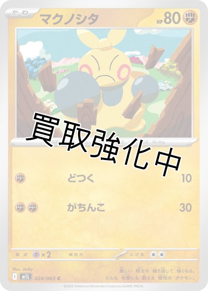 画像1: マクノシタ 【C】{024?/?063} [M1L] (1)