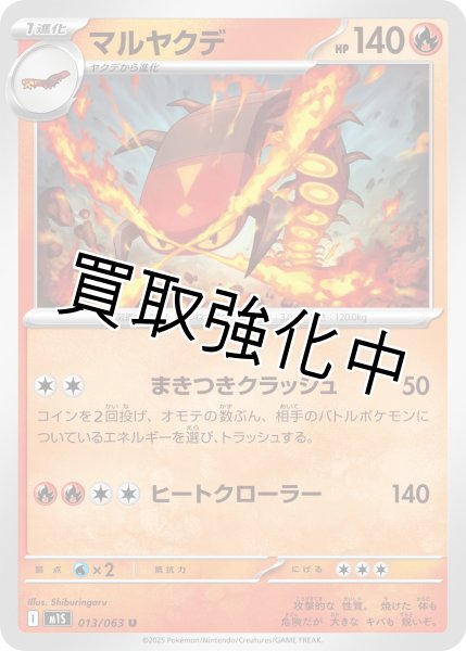 画像1: マルヤクデ 【U】{013?/?063} [M1S] (1)