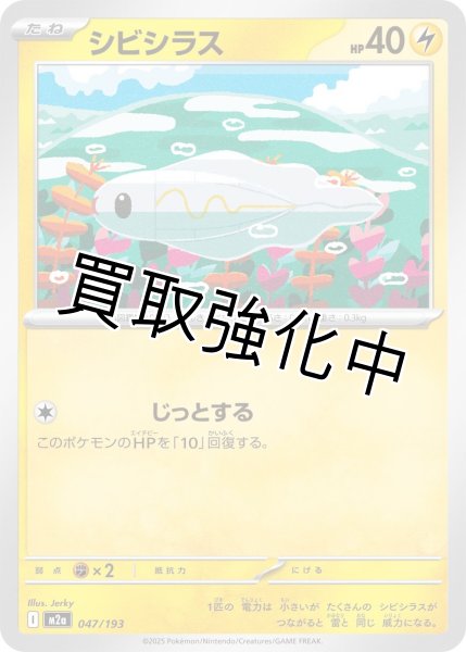 画像1: シビシラス {047/193} [M2a] (1)