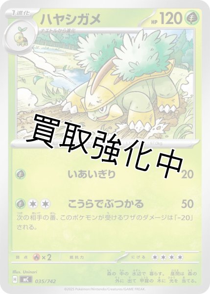 画像1: ハヤシガメ {035/742} [MC] (1)