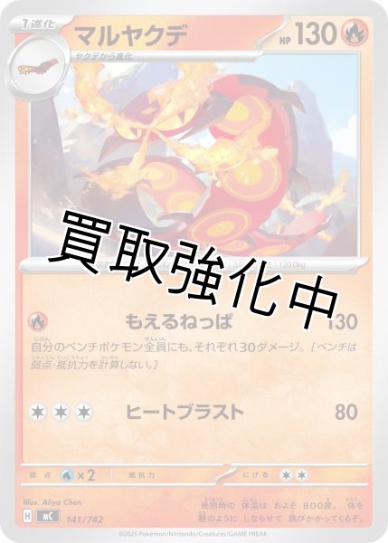 画像1: マルヤクデ {141/742} [MC] (1)