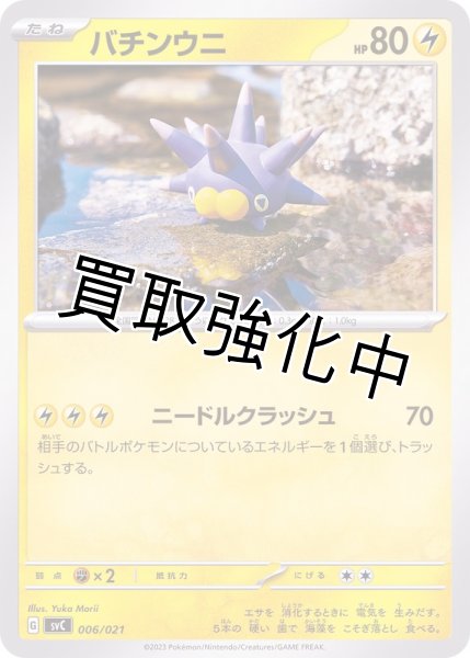 画像1: バチンウニ【-】{006/021} [SVC] (1)