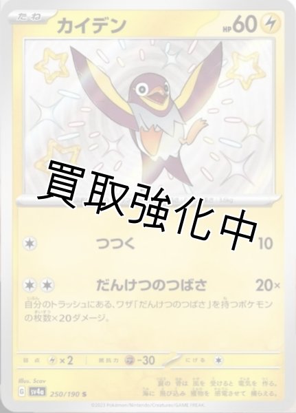 画像1: 【色違い】カイデン【S】｛250/190｝［sv4a］ (1)