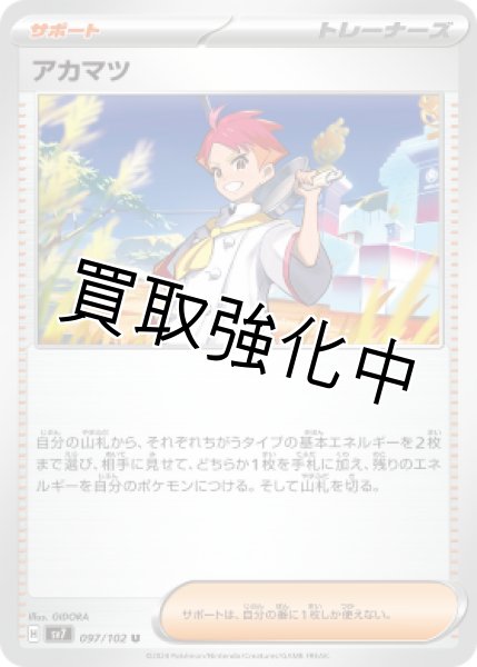 画像1: 【状態B】【収録不問】アカマツ (1)